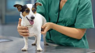 Vet examining dog