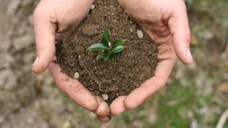 Seedling cupped in hands