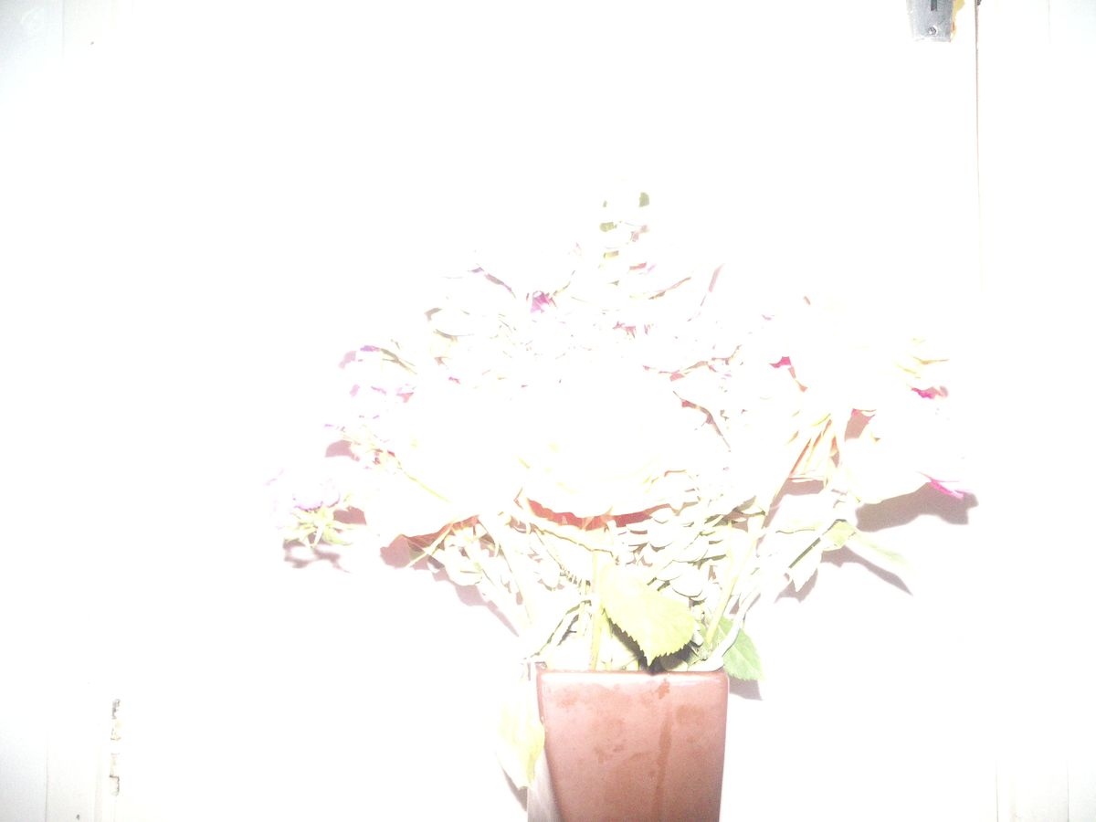 Sample photography from Camp Snap CS-Pro showing a bunch of flowers, the image is ludicrously overexposed and blown-out.