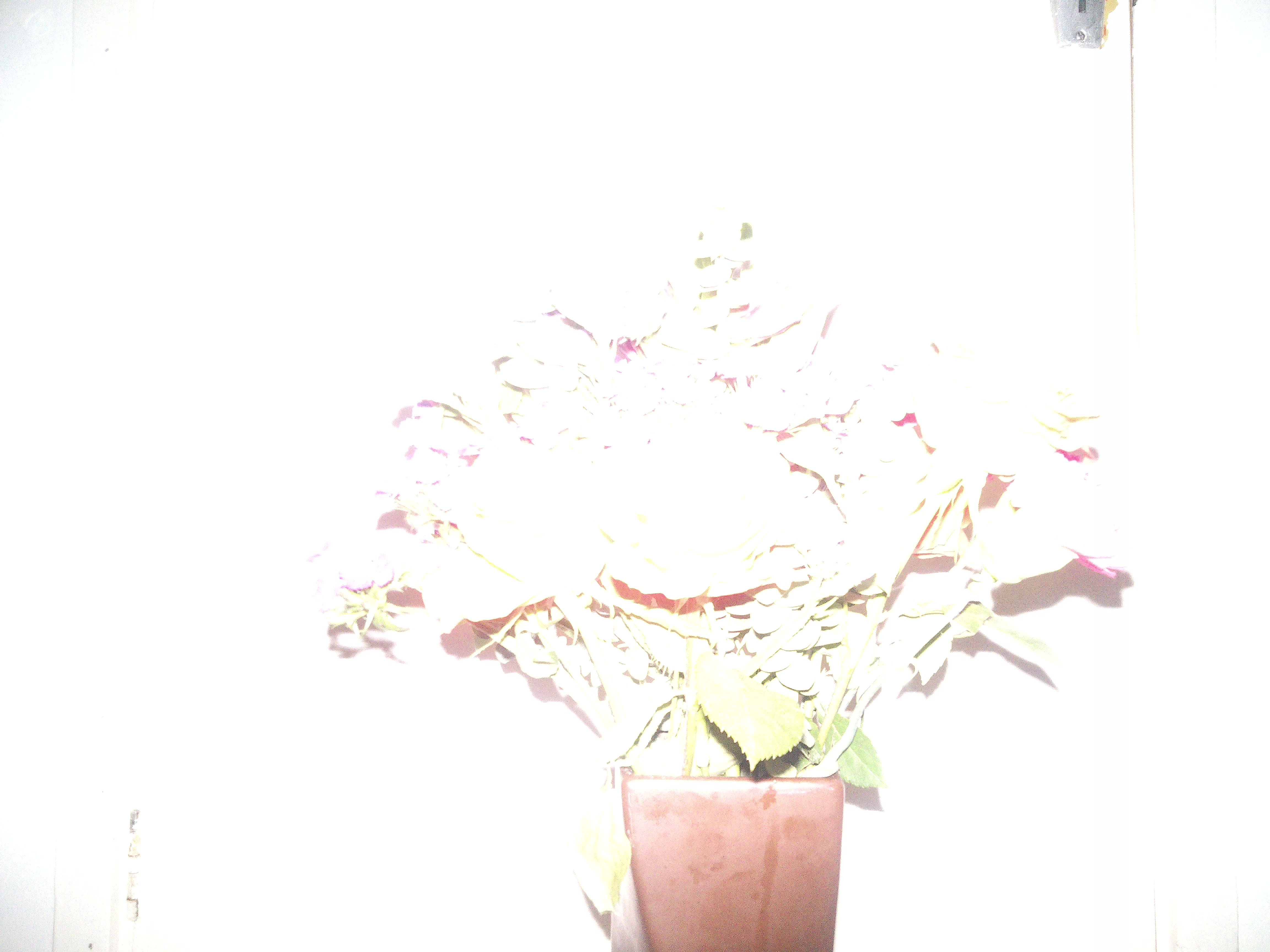 Sample photography from Camp Snap CS-Pro showing a bunch of flowers, the image is ludicrously overexposed and blown-out.