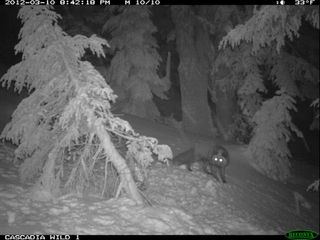 A red fox spotted in the mountains of Oregon