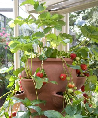 forcing strawberry Vibrant fruits into early growth by growing under glass