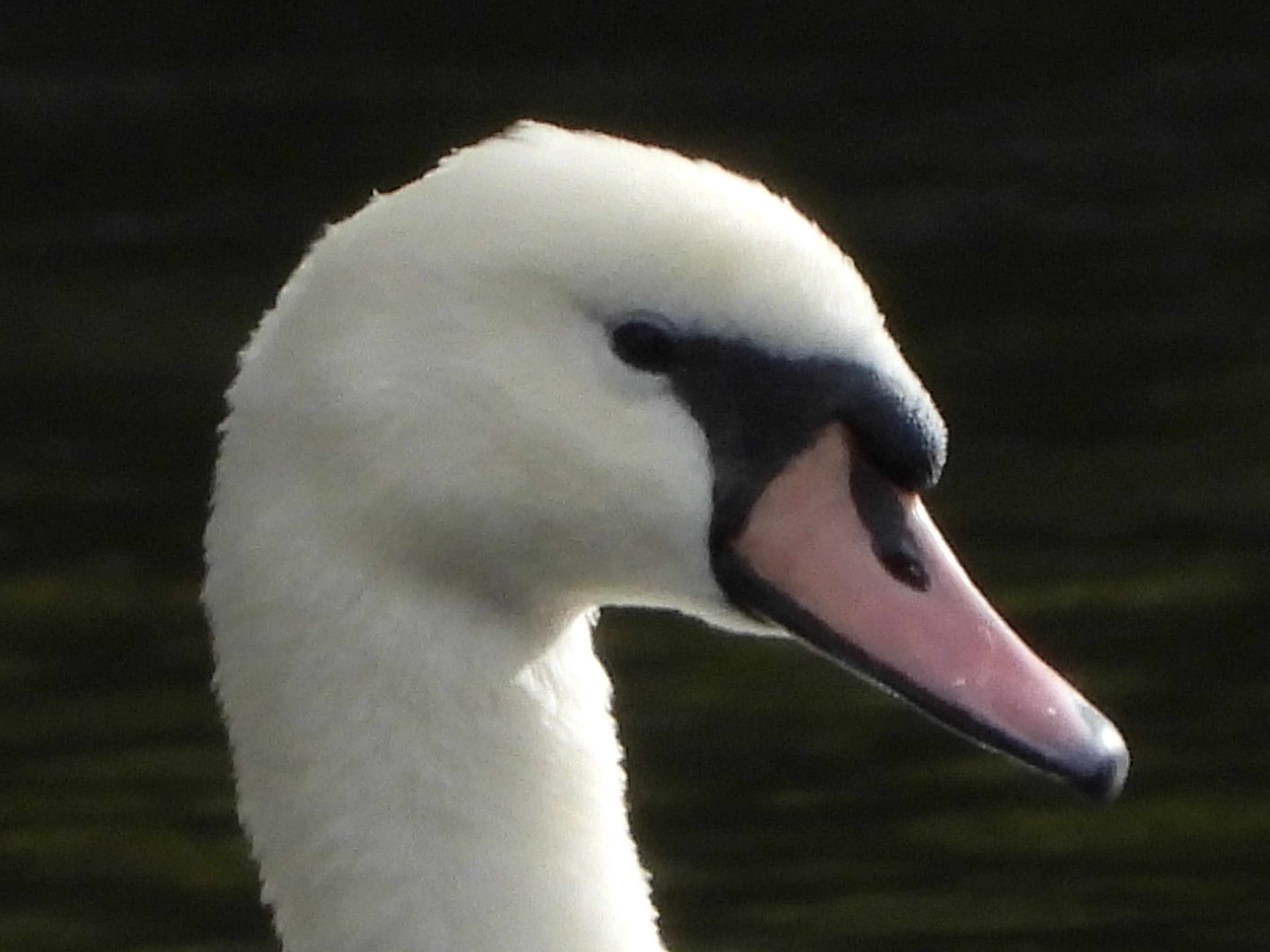 A photo taken on a Nikon Coolpix P1100 camera