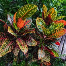 Codiaeum variegatum or Garden croton is a popular indoor ornamental plant in the form of shrubs with very varied leaf shapes and colors.