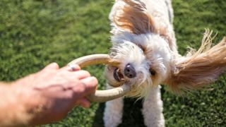 Best dog and cat names — white dog playing with toy