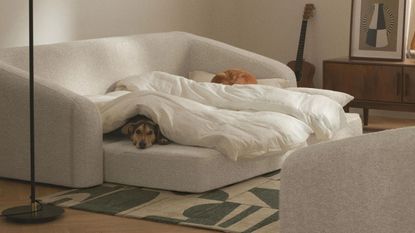 A cream boucle sofa bed unfolded on the floor with two dogs curled under a cream duvet