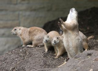 Prairie dog jump-yips