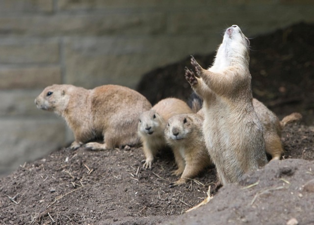 Furry Fans Why Prairie Dogs Do The Wave Live Science