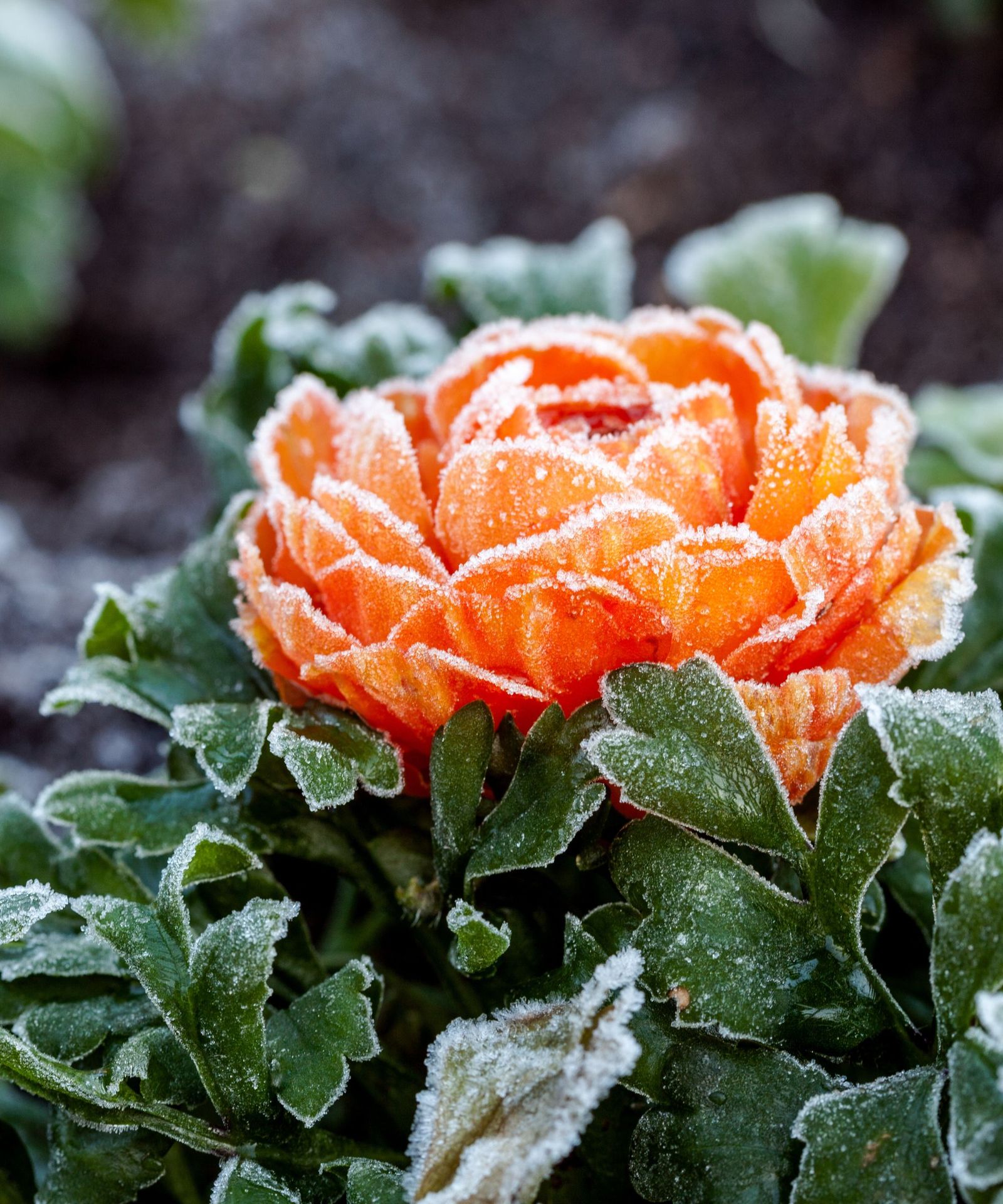 Using bedsheets to protect plants from frost
