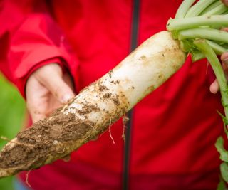 Hands holding a harvested daikon radish