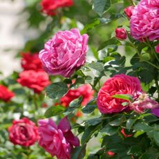 Blooming roses in Rosengarten Volksgarten in Vienna. Varietal elite Floribunda Rosa Damascena flowers.