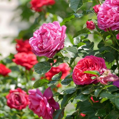 Blooming roses in Rosengarten Volksgarten in Vienna. Varietal elite Floribunda Rosa Damascena flowers.