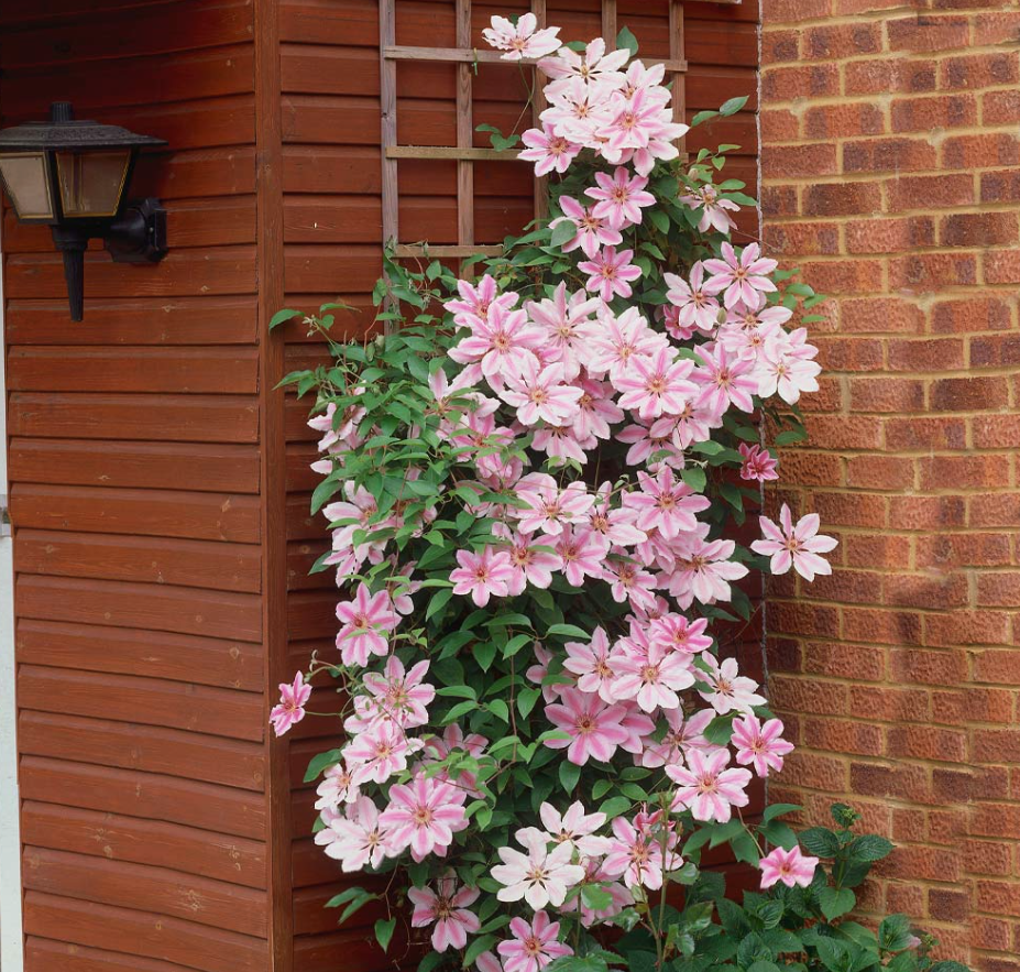Clematis &amp;lsquo;Nelly Moser&amp;rsquo; from Fast Growing Trees