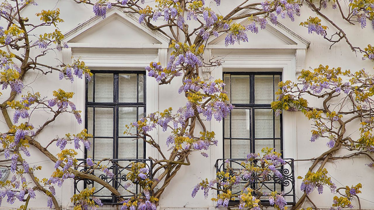 Front of house with wisteria