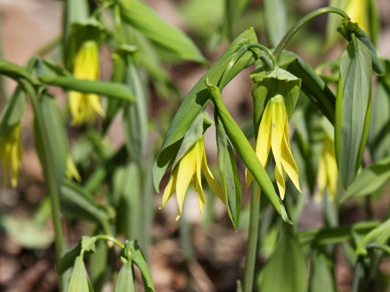 Yellow Flowering Bellwort Plants