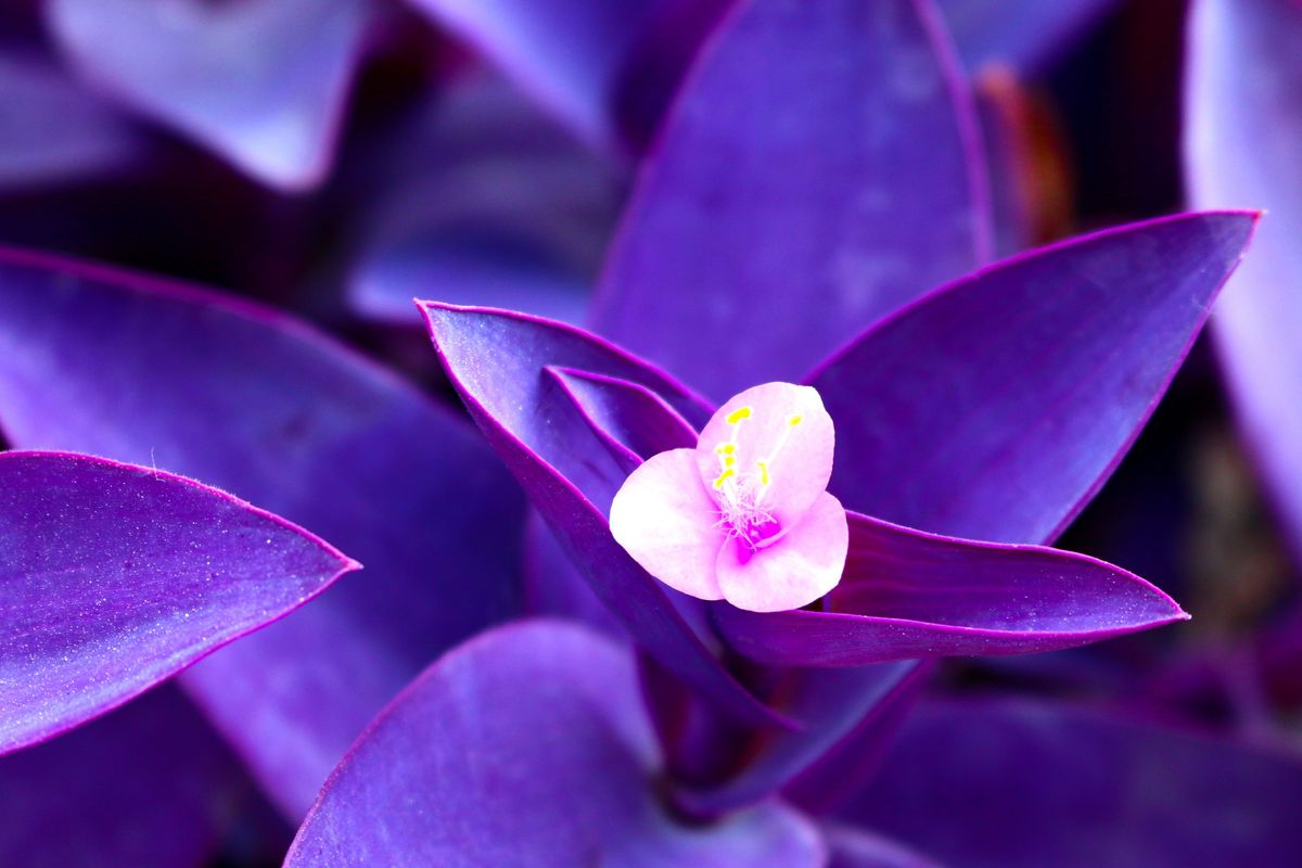 The house plant I've kept alive for 50 years | Country Life