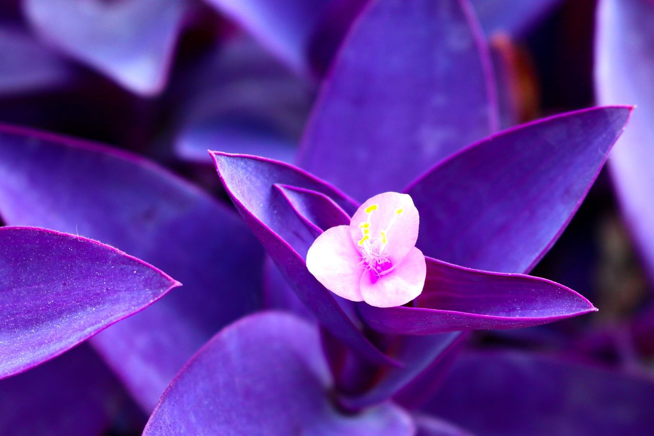 Tradescantia pallida &#039;Purpurea&#039;, aka (Purple Heart).