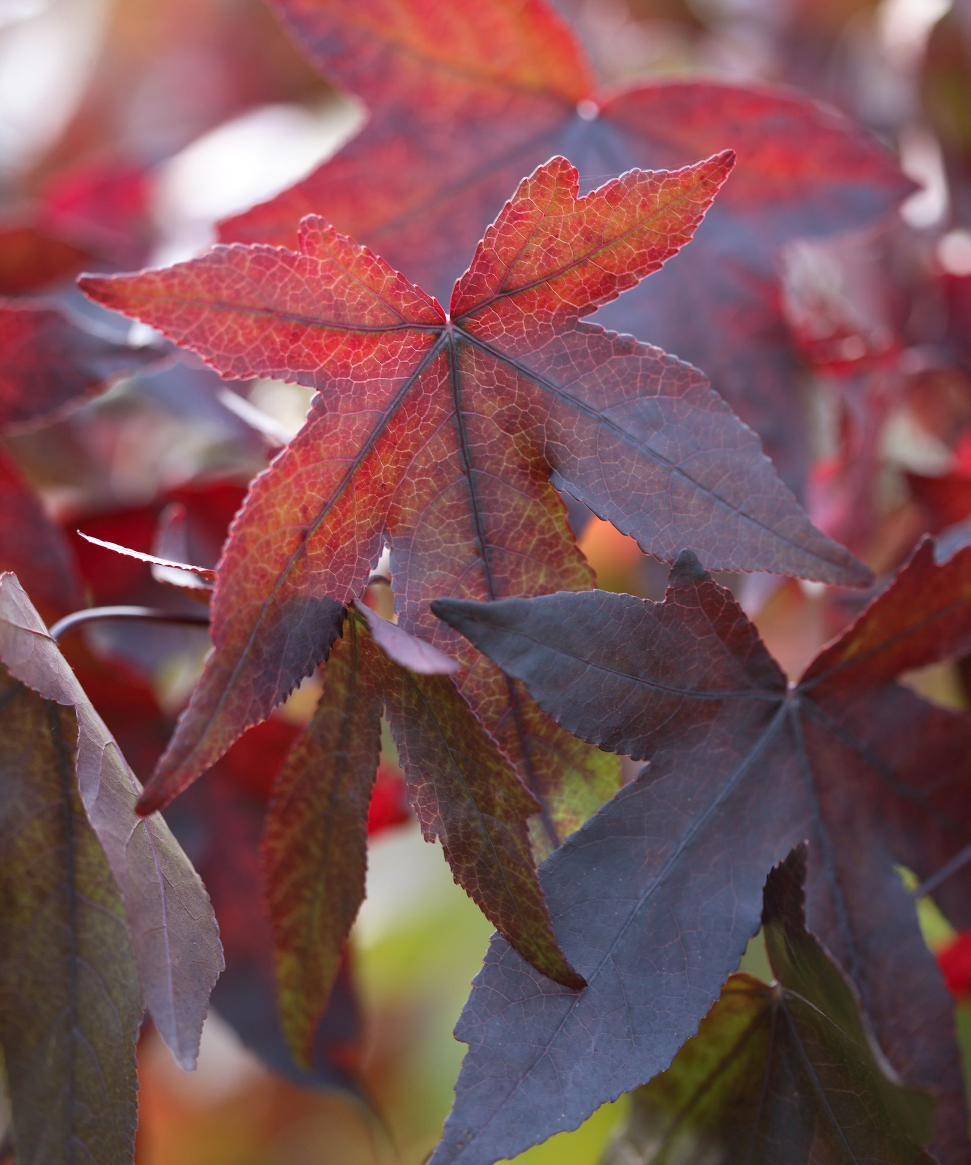 The deep red fall foliage of Liquidambar styraciflua, AKA the sweetgum tree