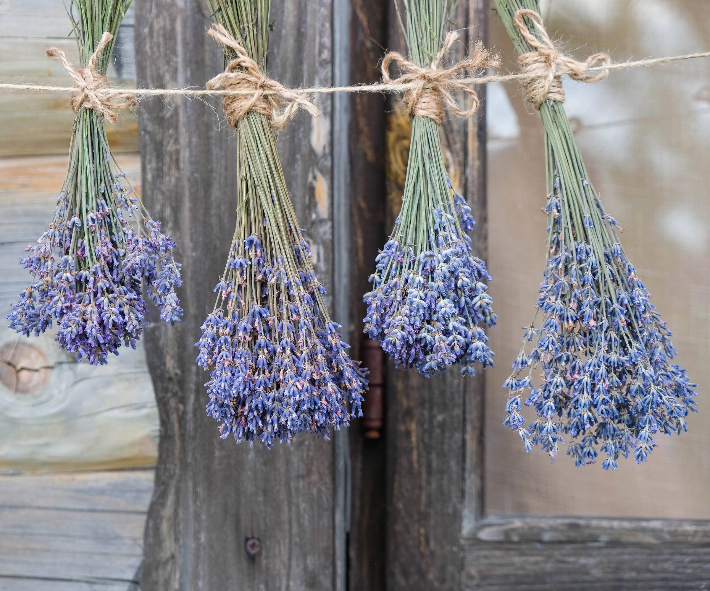 Bundles of lavender hanging from a string to dry