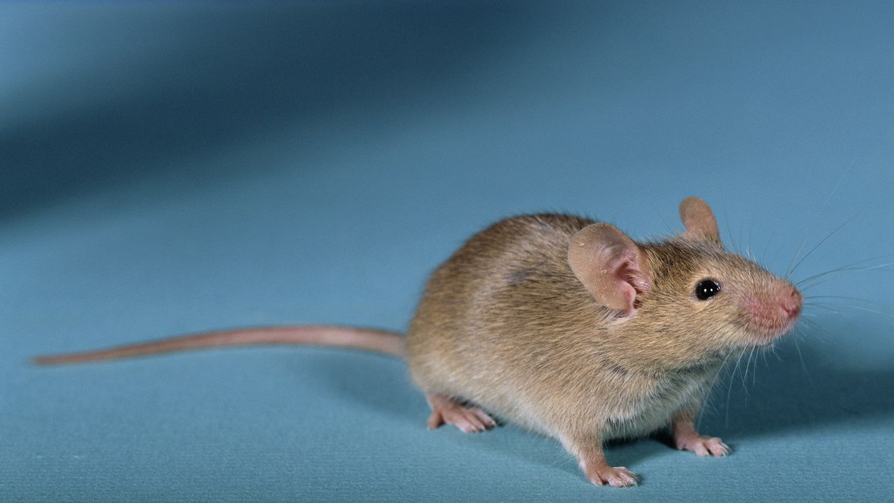 Mouse on blue surface.