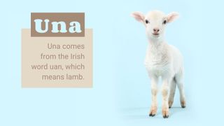 Image a of a lamb on blue background demonstrating animal-inspired baby name Una