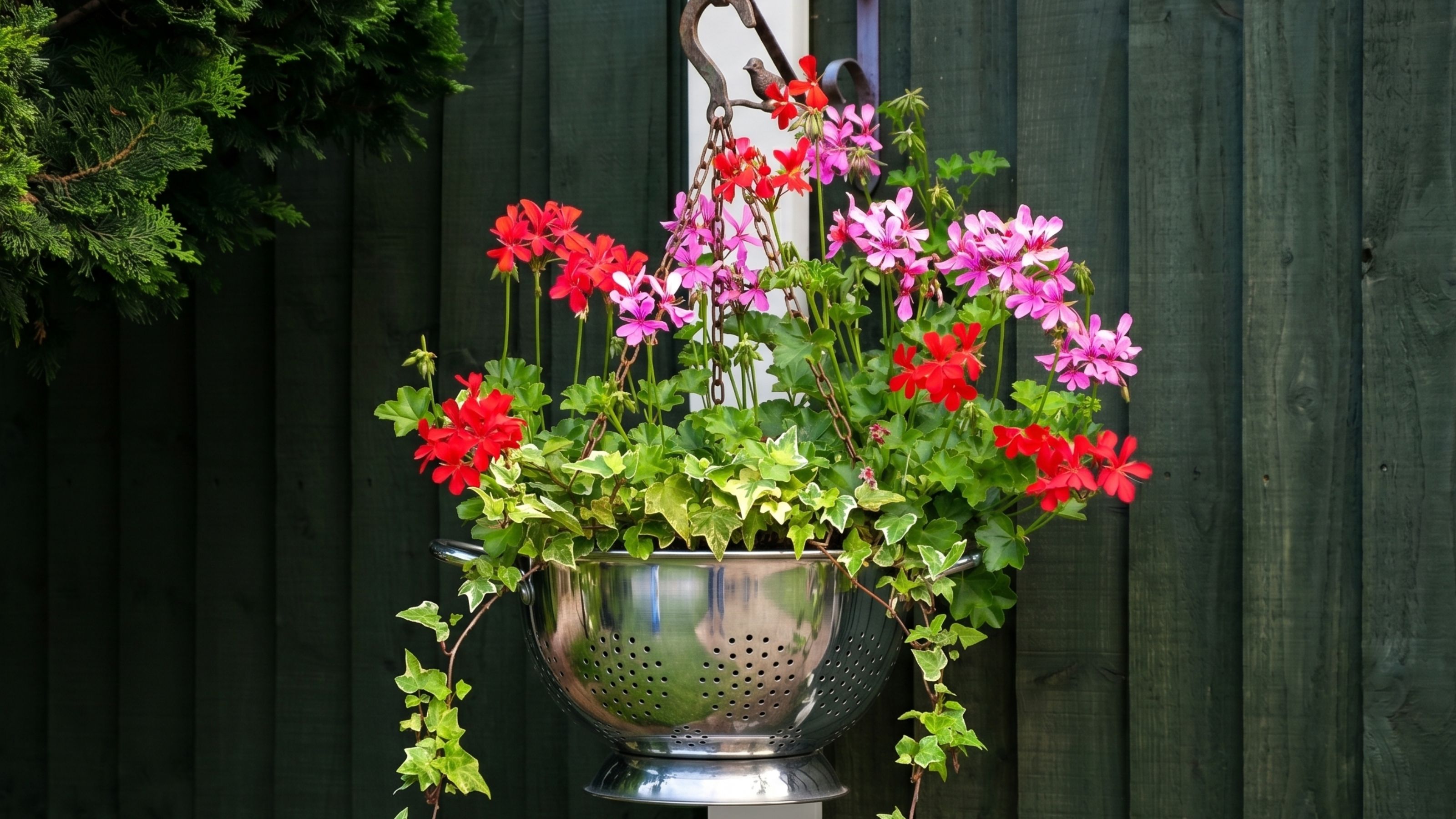 A hanging basket of beautiful pretty Ivy Geranium perennial plant (otherwise known as Pelargonium peltatum) blooming with vibrant red, pink and purple flowers
