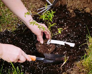 blueberries being planted in soil with ericaceous compost