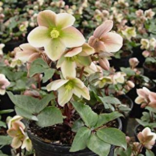 Ivory Prince hellebore showing pinky green flowers