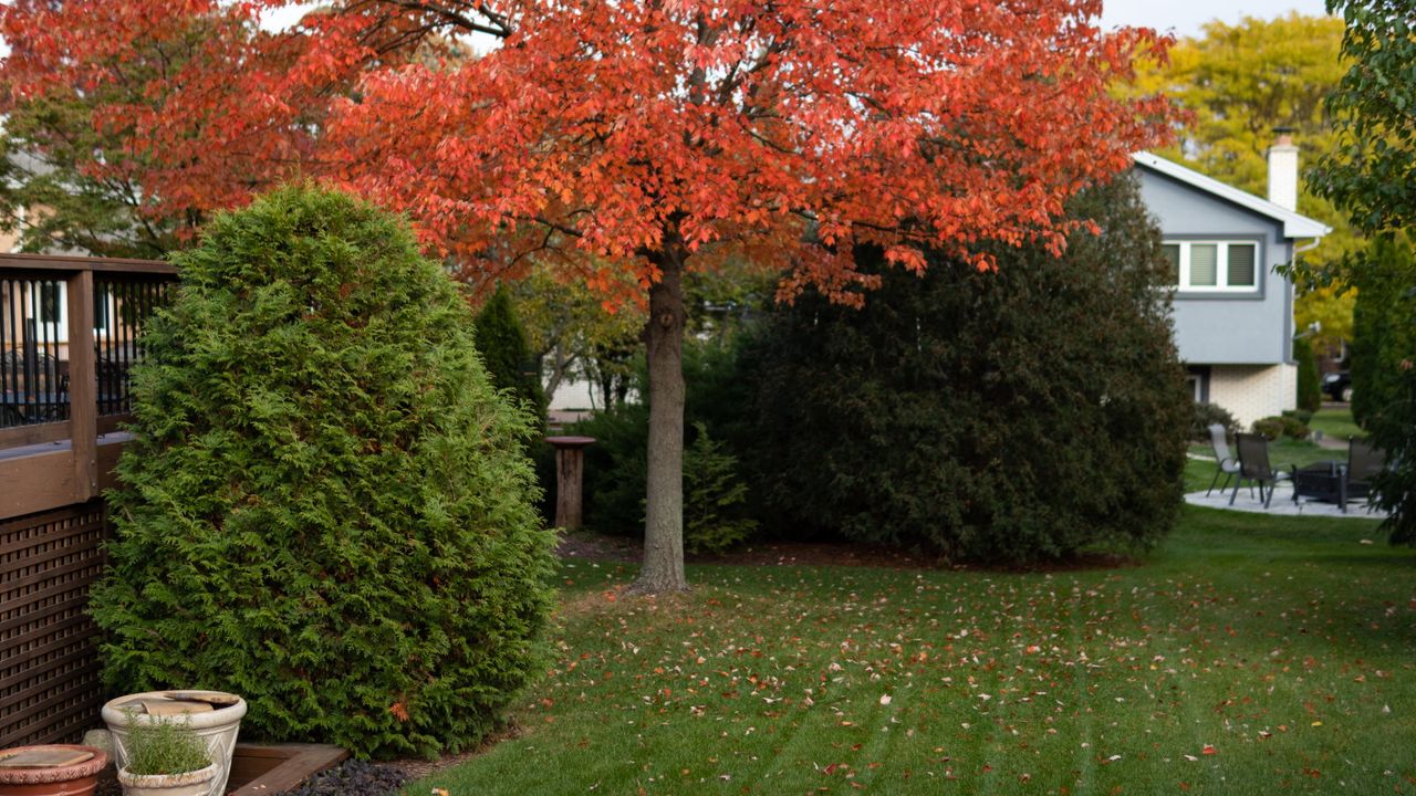 A backyard lawn in fall with leaves