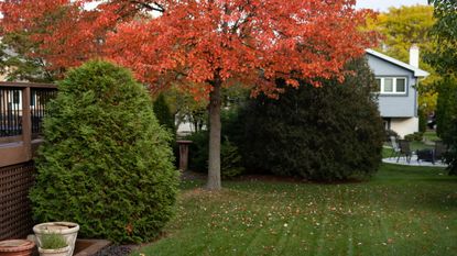 A backyard lawn in fall with leaves