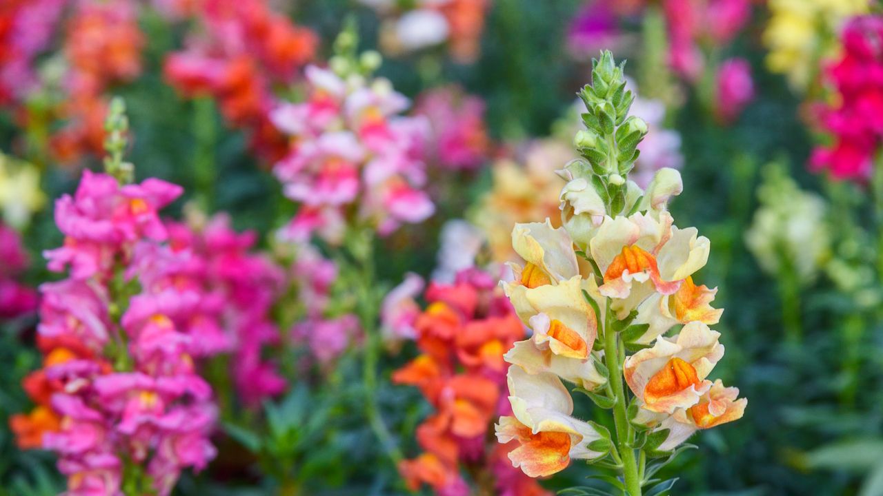 Snapdragons in bloom in yellow, pink and orange in a garden