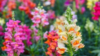 Snapdragons in bloom in yellow, pink and orange in a garden