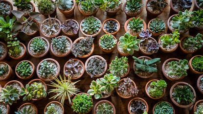 A selection of tiny succulents in terracotta pots