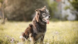 An old dog sitting down in a field resting 