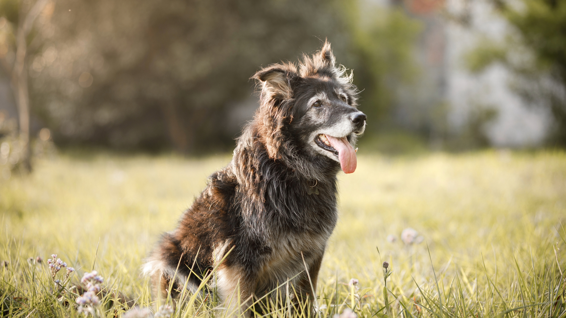 An old dog sitting down in a field resting with its tongue out