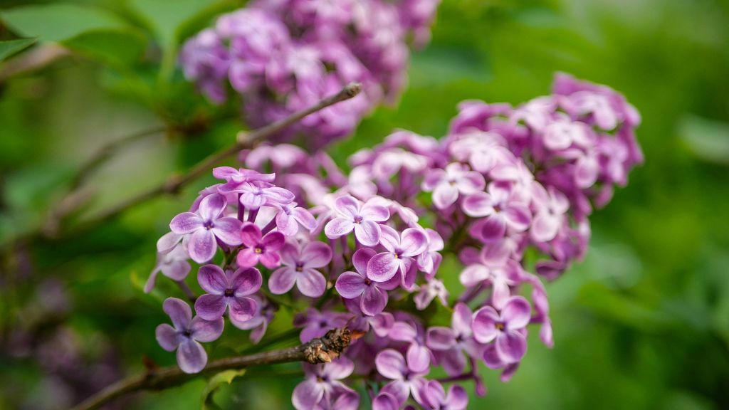 Lilac flowers on a bush