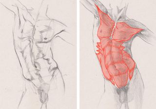 How to draw a torso: 06