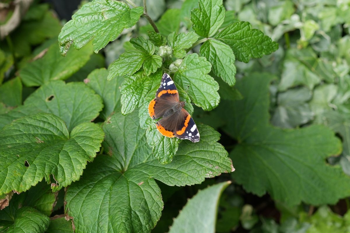 Butterfly shot on Sony a6700