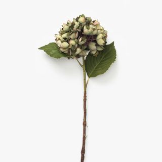 Green Hydrangea Stem