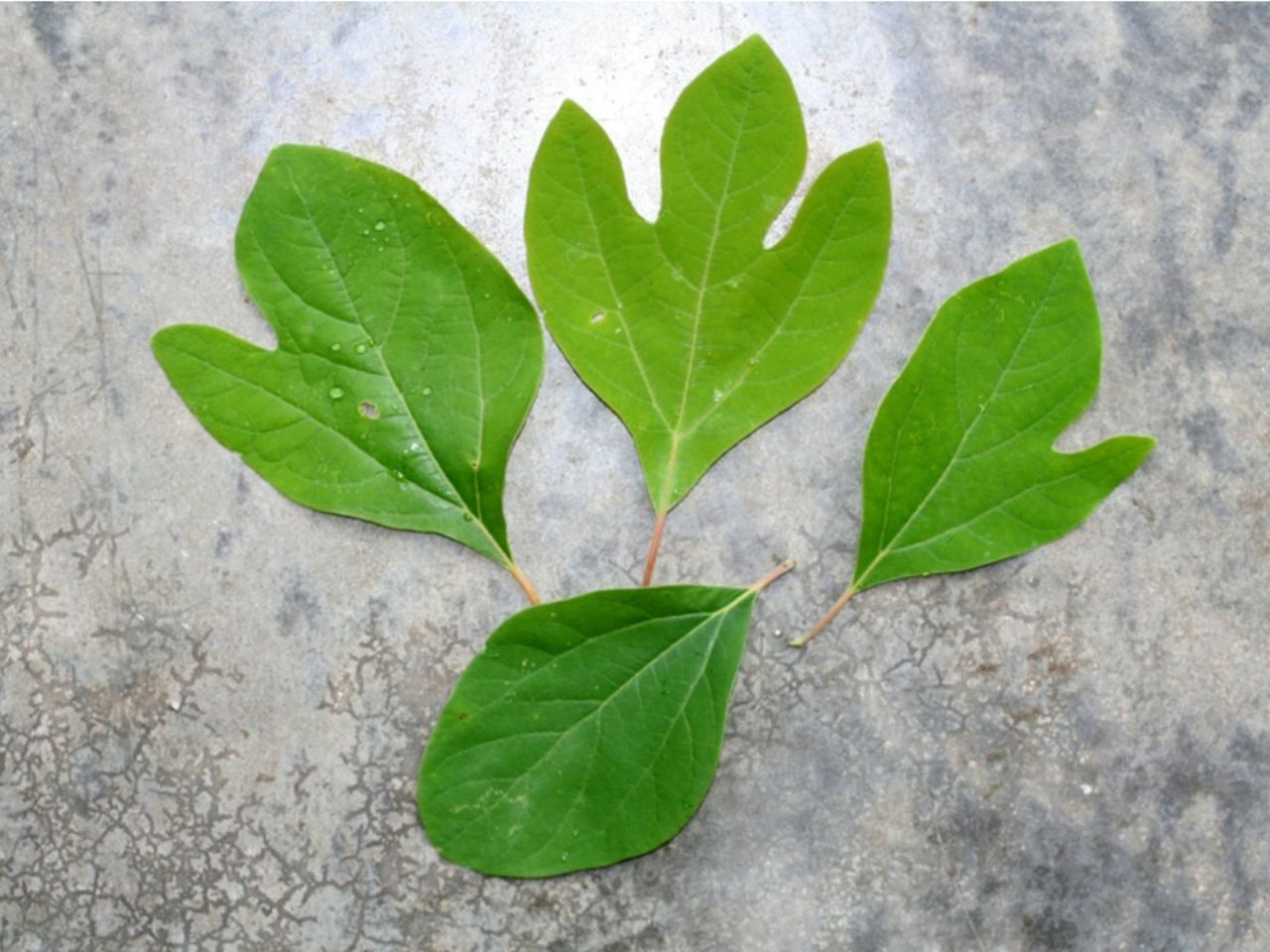 Green Sassafras Tree Leaves