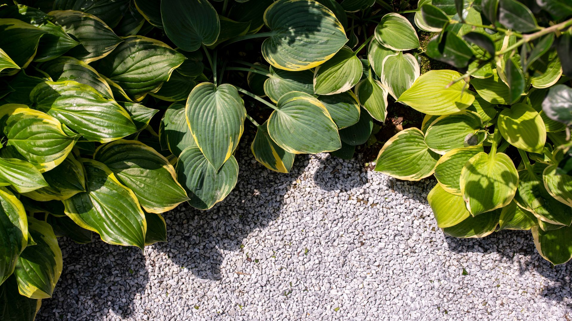 picture of hostas growing in garden on top of gravel