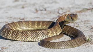 An eastern tiger snake, with brown and beige stripes, coiled and poised to strike