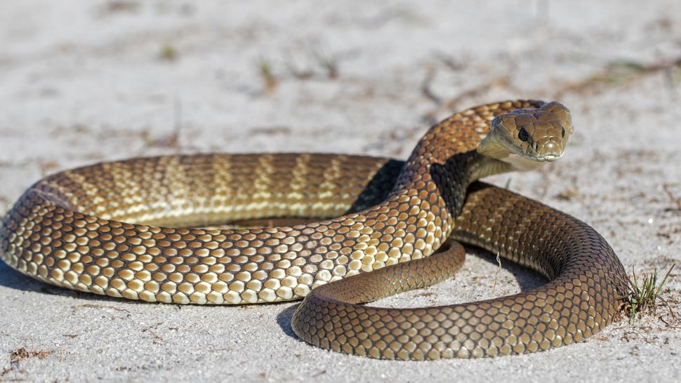 13 of the most venomous snakes on the planet | Live Science