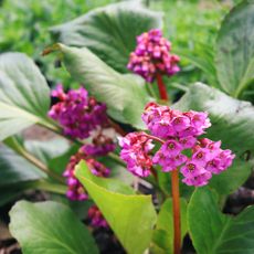 Pink bergenia plants with green leaves