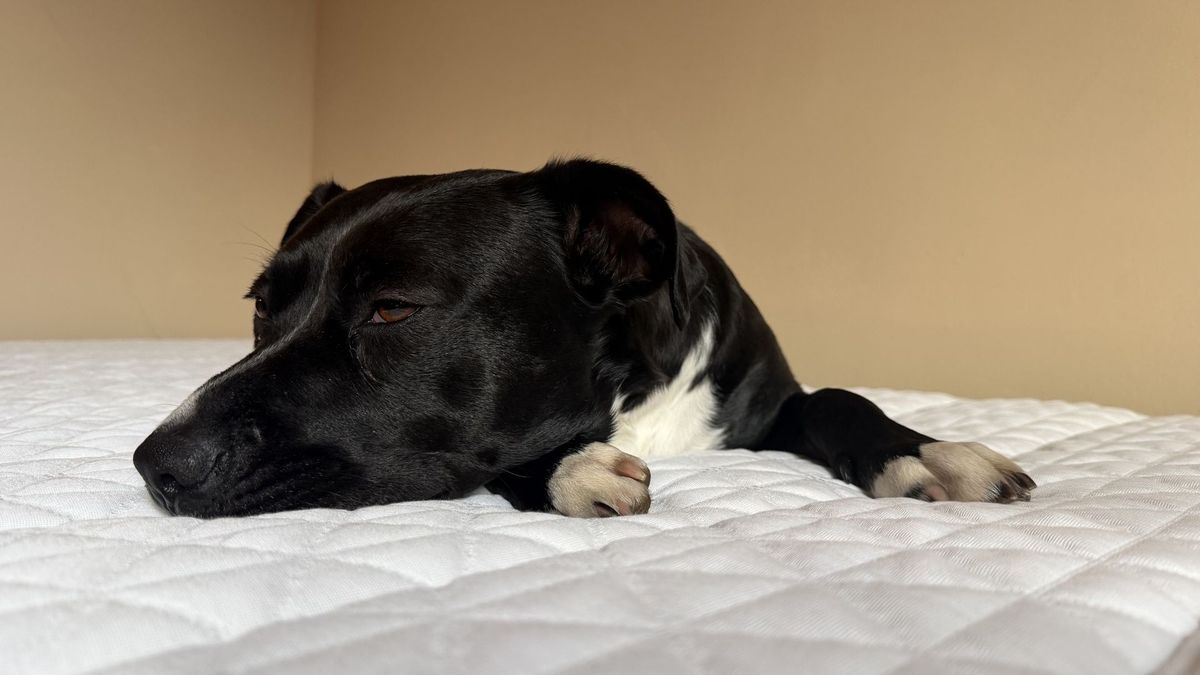 The gallery shows a man and a dog lying on the Helix Sunset mattress with their eyes closed