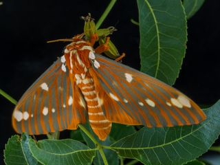 A close-up of a furry moth.