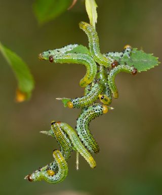 Rose leaves being eaten by sawfly larvae