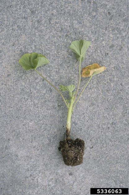 Geranium Plant With Blackleg Disease