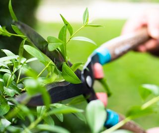 Pruning an evergreen boxwood with shears