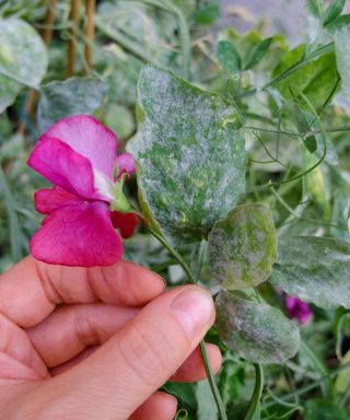 Sweet pea (Lathyrus odoratus) infested with powdery mildew